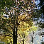 Haus Wald-eck *
