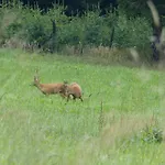 Haus Wald-eck *
