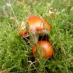 Haus Wald-eck Apartamento