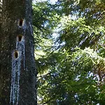Apartamento Haus Wald-eck *