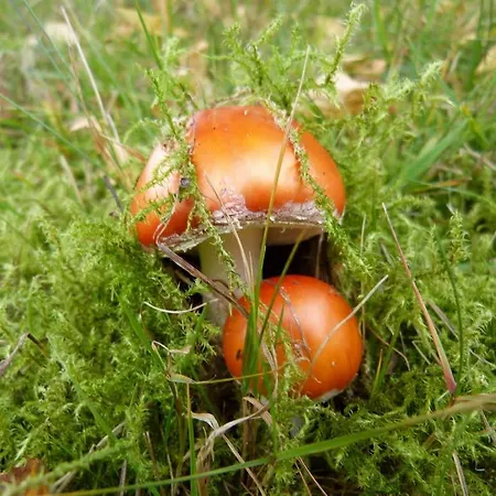 Haus Wald-eck شقة