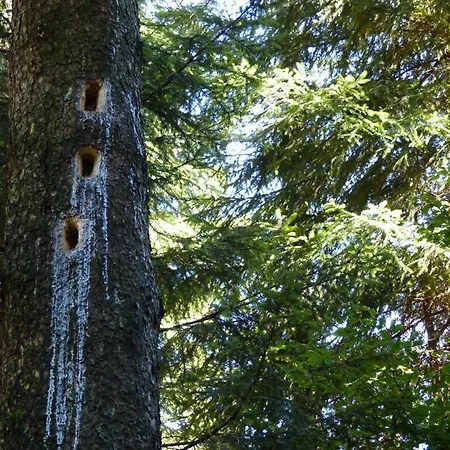 شقة Haus Wald-eck *