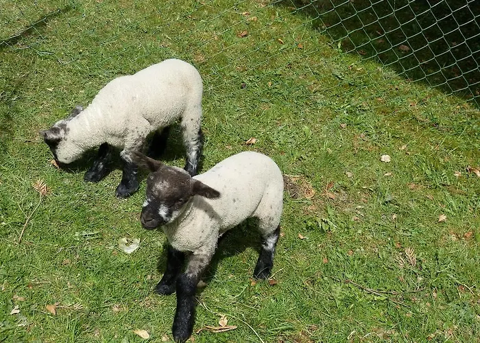 Haus Wald-eck שמאלנברג