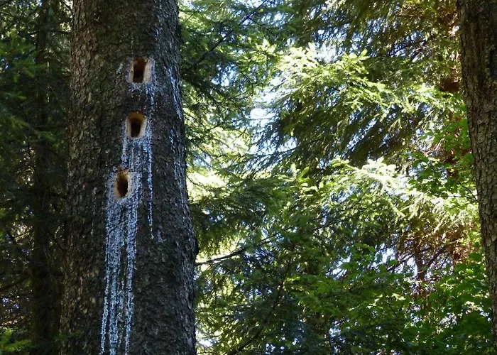 Daire Haus Wald-eck *